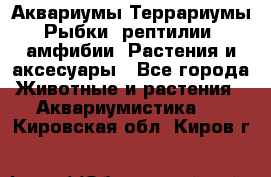 Аквариумы.Террариумы.Рыбки, рептилии, амфибии. Растения и аксесуары - Все города Животные и растения » Аквариумистика   . Кировская обл.,Киров г.